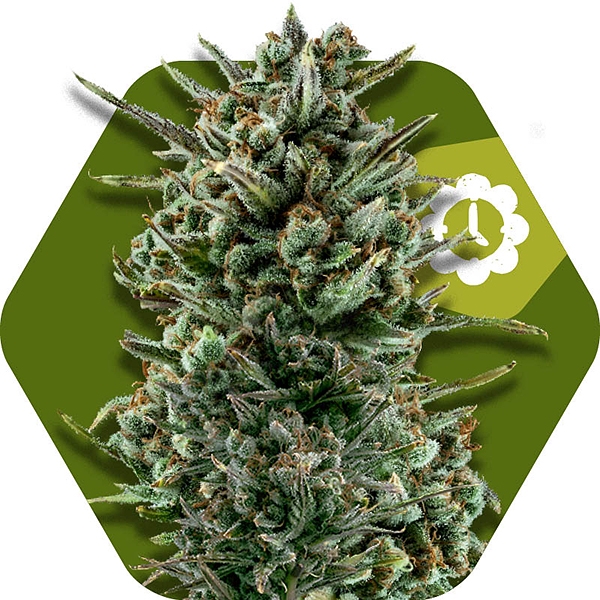 An image of Amnesia Haze XL Automatic