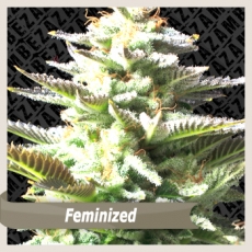 An image of Dutch Amnesia Haze