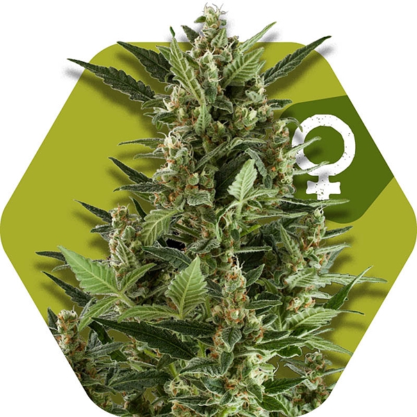 An image of Green AK XL