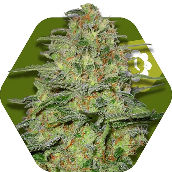 An image of Green Monster Automatic