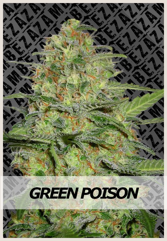 An image of Green Poison Automatic