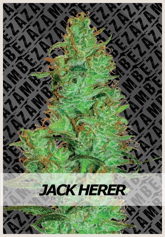 An image of Jack Herer Automatic