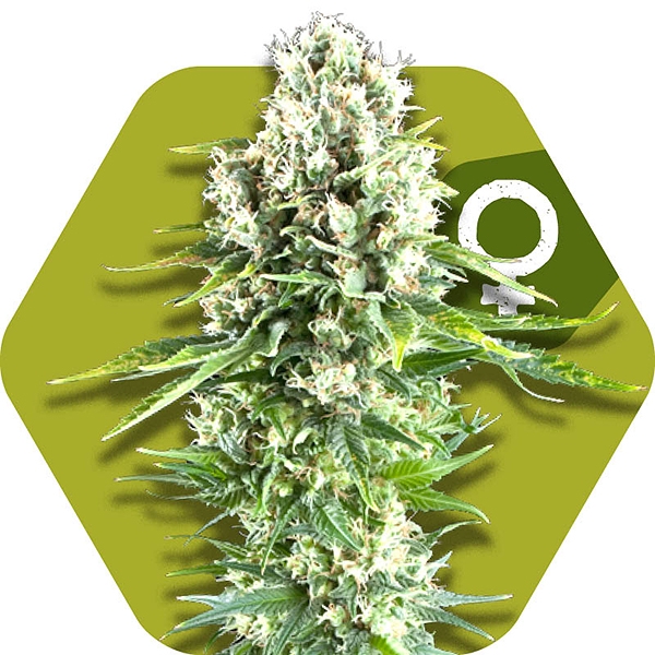 An image of Northern Lights XL