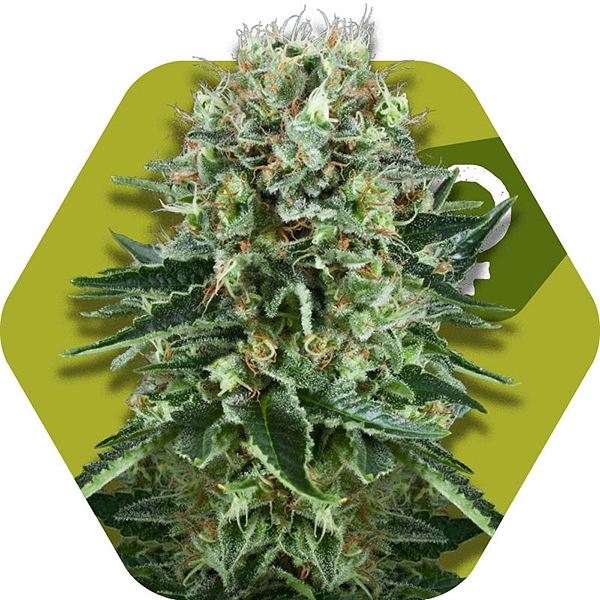 An image of OG Bubble Gum