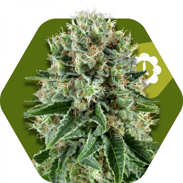 An image of OG Bubble Gum Automatic