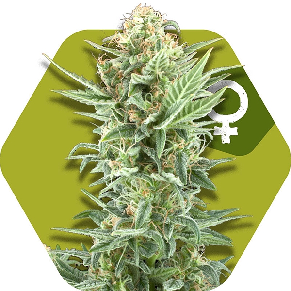 An image of Power Kush