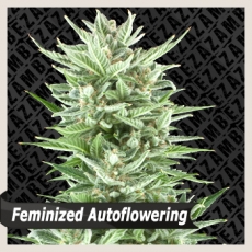 An image of Rude Bud