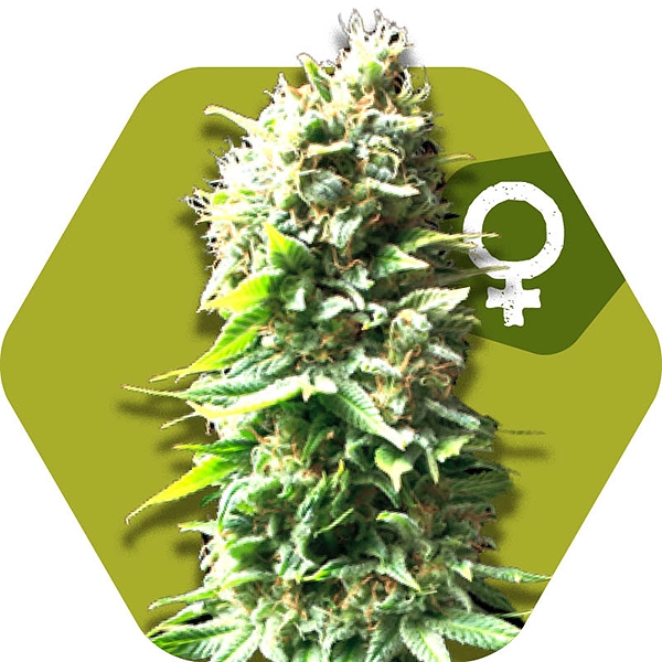An image of Skunk