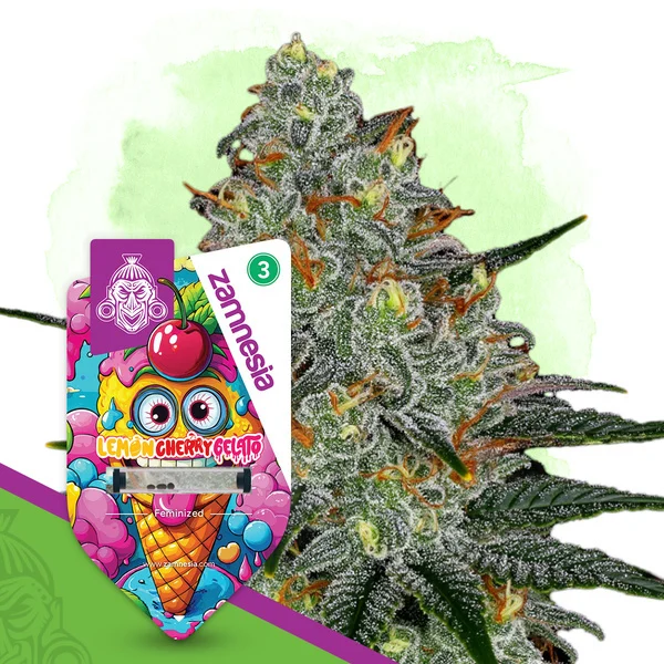 An image of Lemon Cherry Gelato