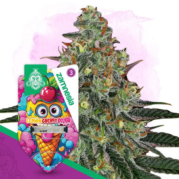 An image of Lemon Cherry Gelato Automatic