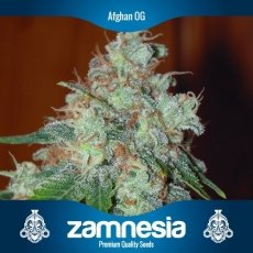 An image of Afghan OG
