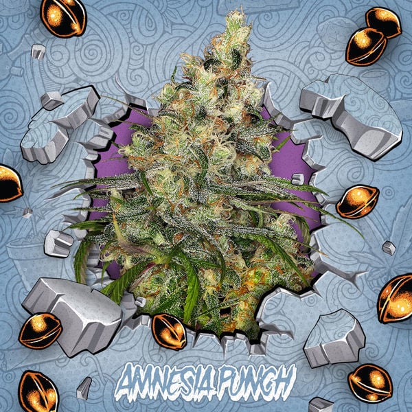 An image of Amnesia Punch