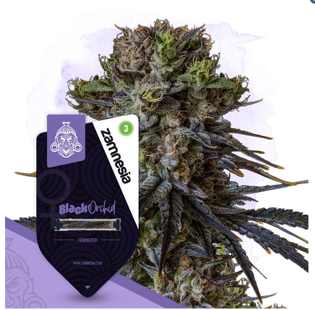 An image of Black Orchid
