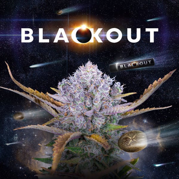 An image of Blackout Automatic