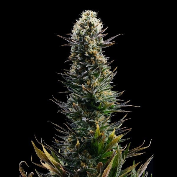 An image of Blue 2.0
