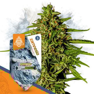 An image of Blue Cheese Automatic