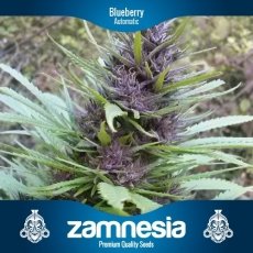 An image of Blueberry Automatic