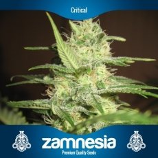 An image of Critical