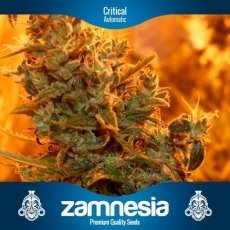 An image of Critical Automatic