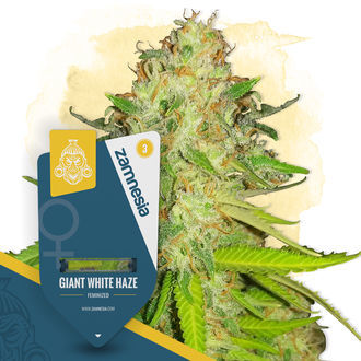 An image of Giant White Haze