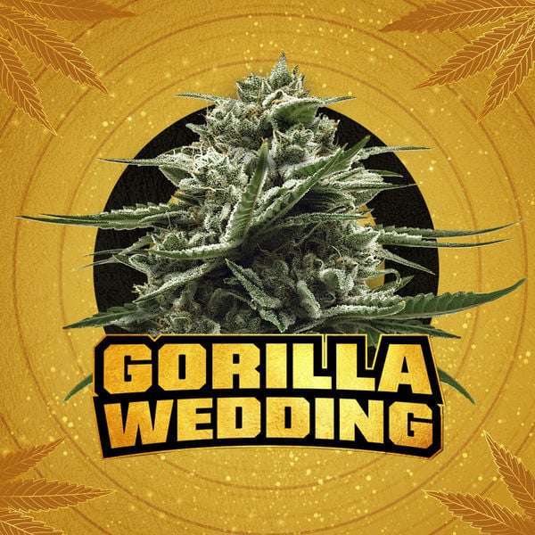 An image of Gorilla Wedding