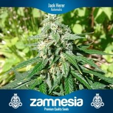 An image of Jack Herer Automatic