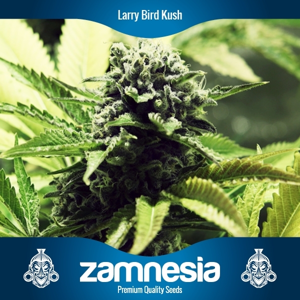 An image of Larry Bird Kush
