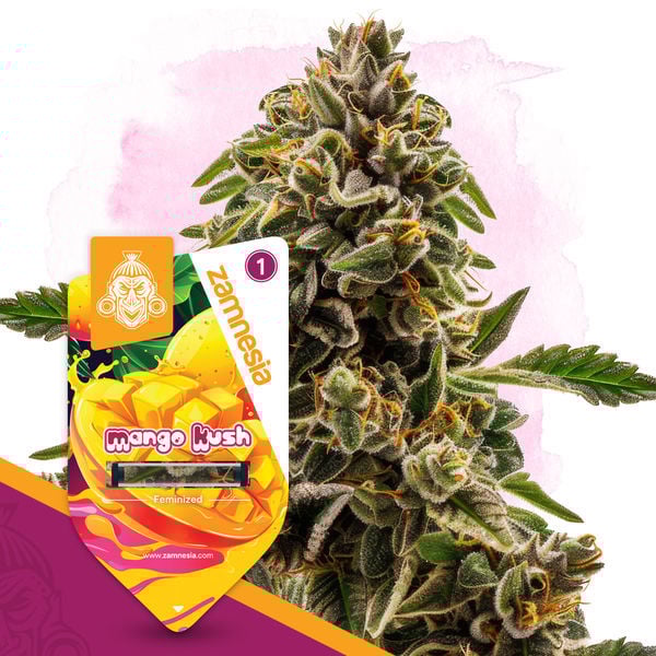 An image of Mango Kush