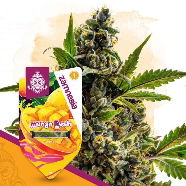 An image of Mango Kush Automatic