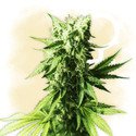 An image of OG Double Bubble