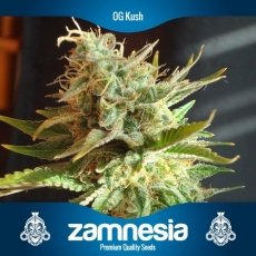 An image of OG Kush