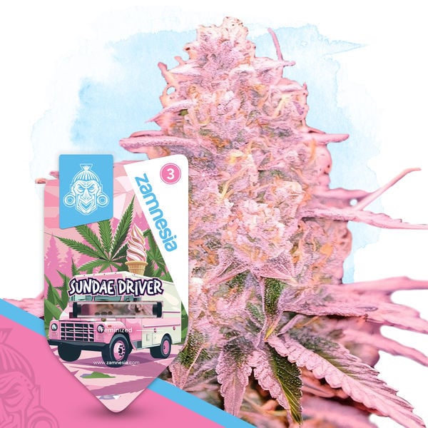 An image of Sundae Driver
