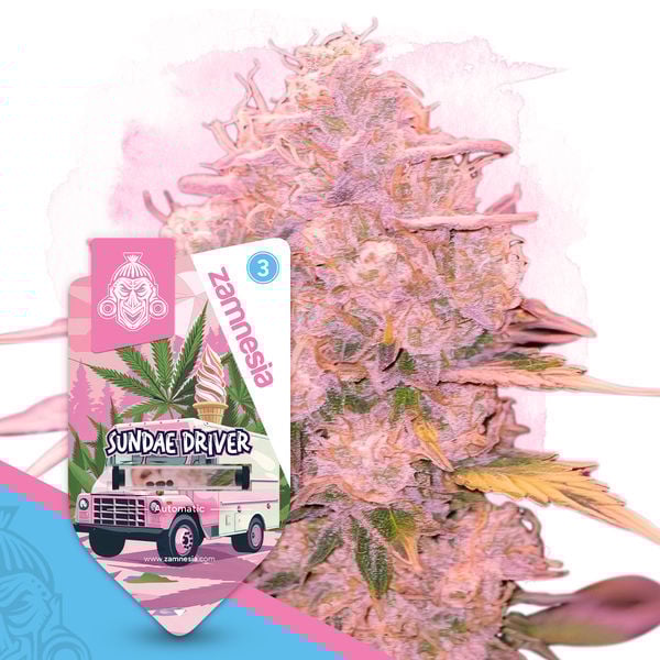 An image of Sundae Driver Automatic