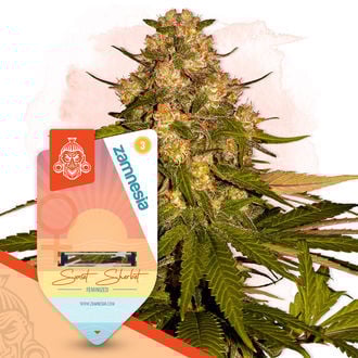 An image of Sunset Sherbet
