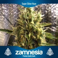 An image of Super Silver Haze