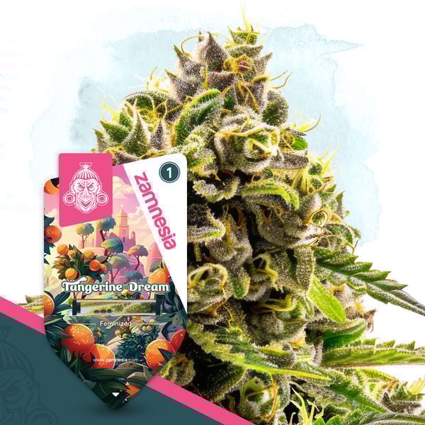 An image of Tangerine Dream