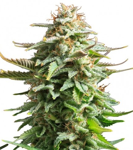 An image of Amnesia Haze