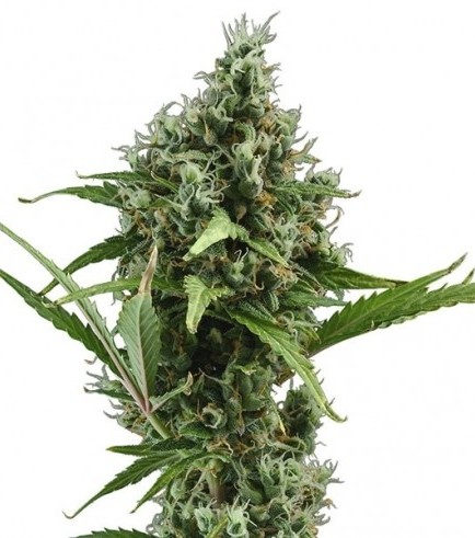 An image of Amnesia Haze Autoflowering