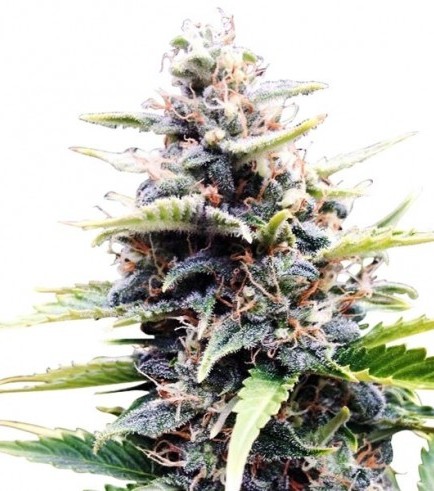 An image of Amnesia Skunk Autoflowering