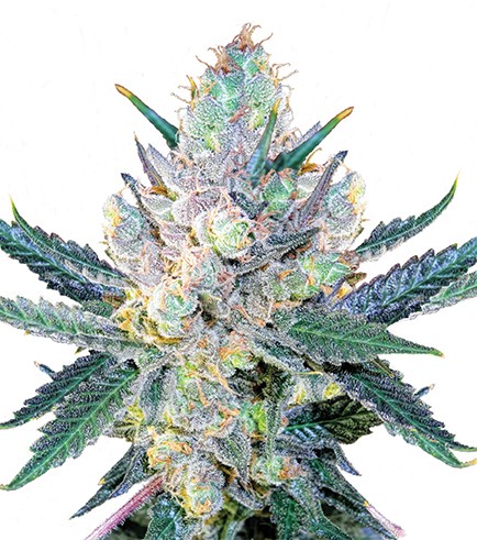 An image of Blue Cheese