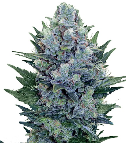 An image of Blue Cheese Autoflowering