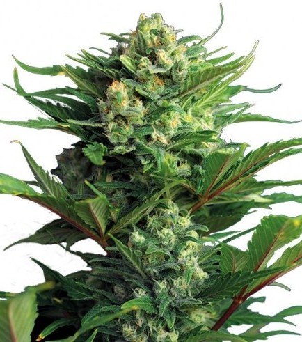 An image of Diesel Autoflowering
