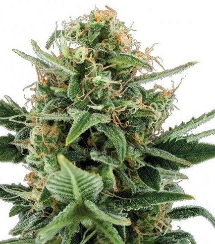 An image of Jack Herer Autoflowering