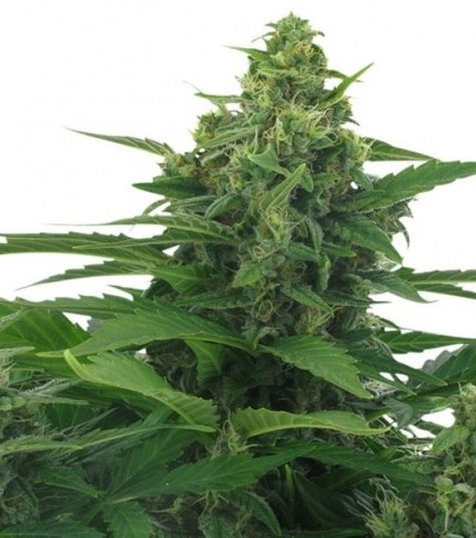 An image of Original Skunk Autoflowering