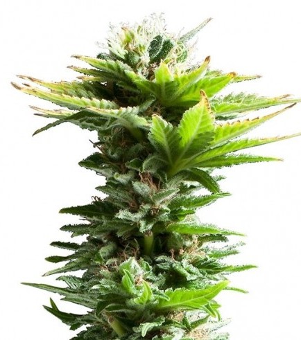 An image of Super Silver Haze