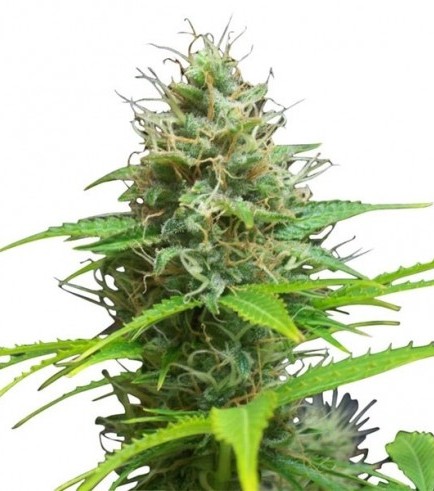 An image of Sweet Candy Autoflowering