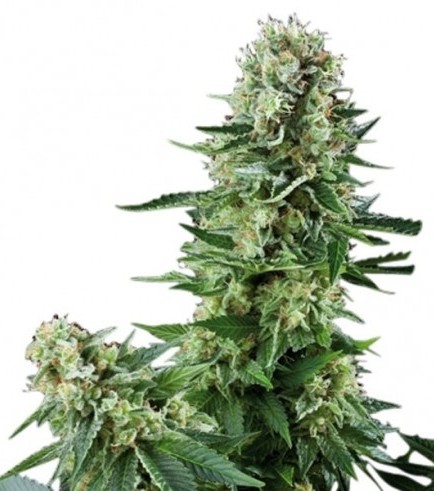 An image of White Widow