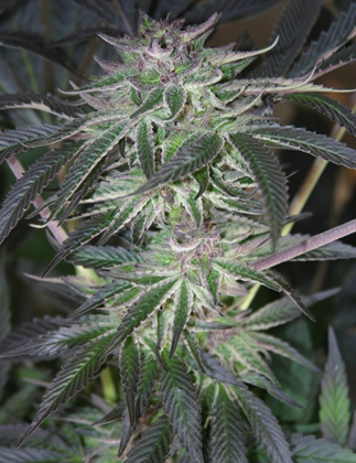 An image of Arne's Amnesia Chunk