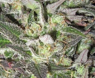 An image of Columbian Haze