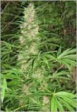 An image of Hazed Erdpurt